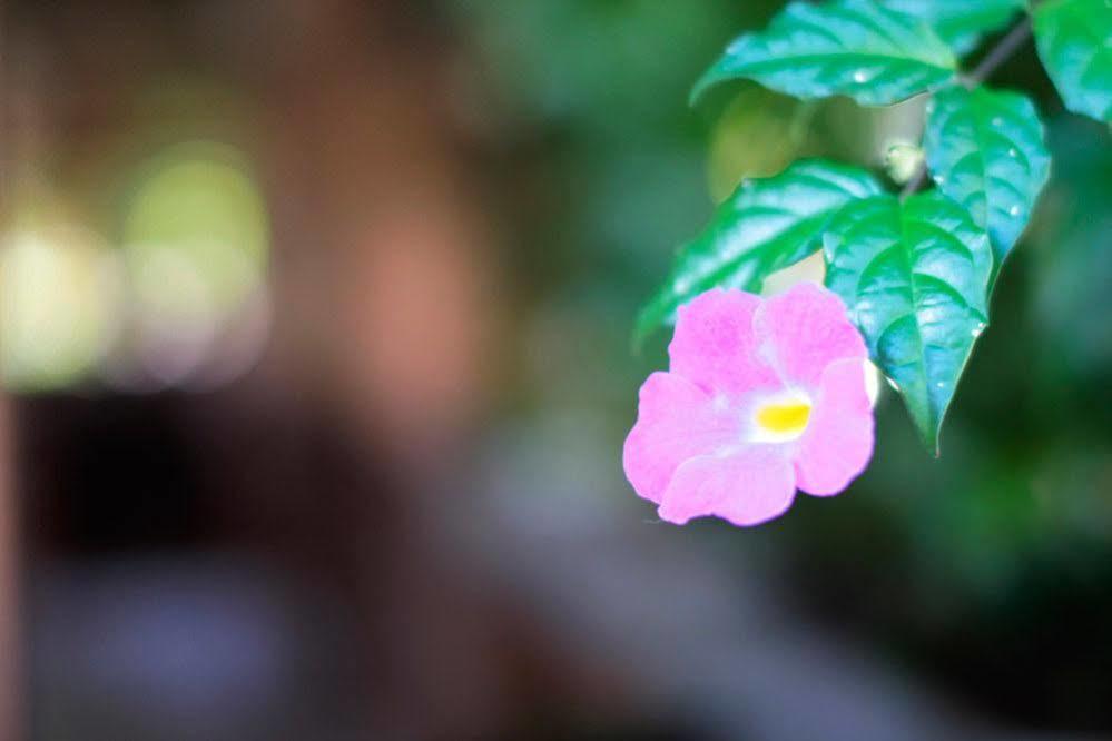 Pousada Guata Pora Foz do Iguacu Ngoại thất bức ảnh